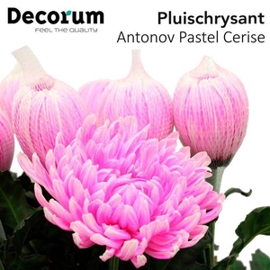 CHR G ANTONOV KLB% PASTEL CERISE