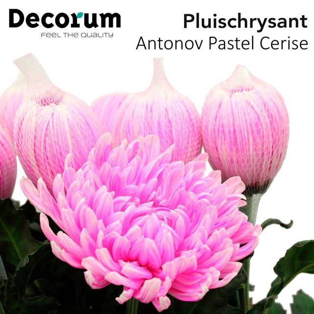 <h4>CHR G ANTONOV KLB% PASTEL CERISE</h4>