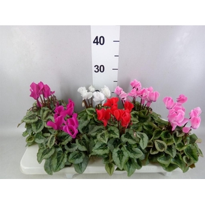 Cyclamen MD 'Rembrandt'
