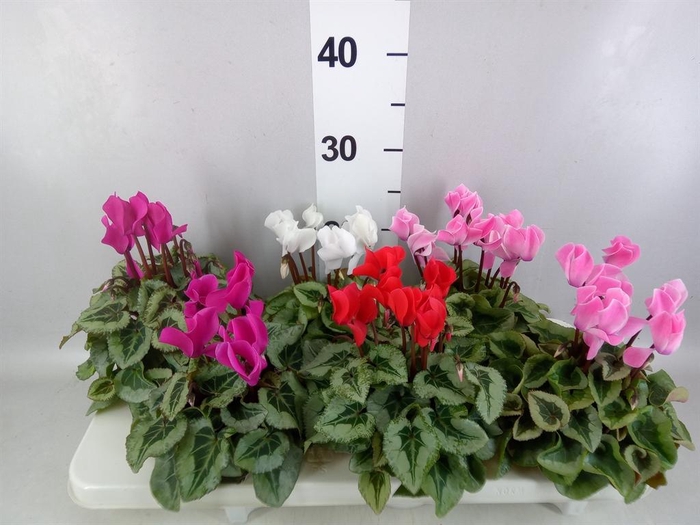 <h4>Cyclamen MD 'Rembrandt'</h4>