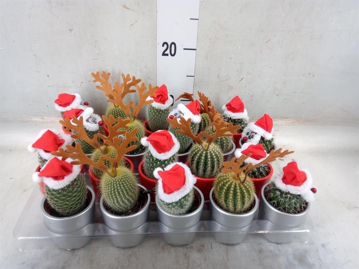 <h4>Cactus   ...</h4>