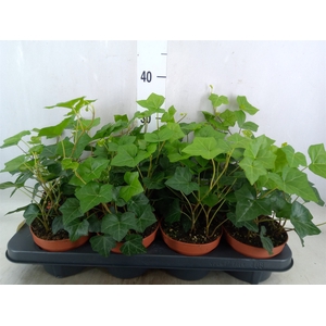Hedera hibernica