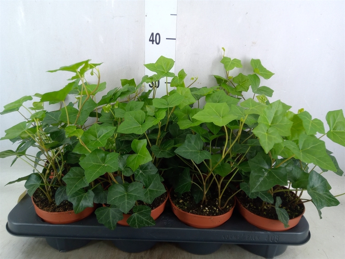<h4>Hedera hibernica</h4>