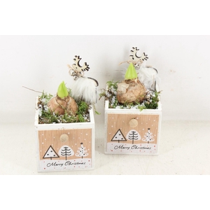 arr4 Hyacint JS - Hout lade 4kant