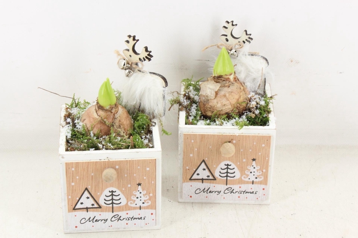 <h4>arr4 Hyacint JS - Hout lade 4kant</h4>