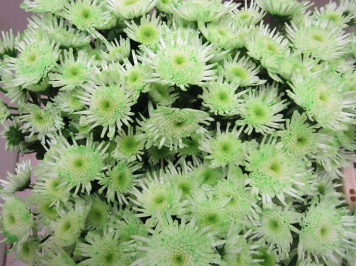 <h4>Chr S Maradona Sweet Groen</h4>