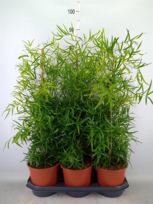 <h4>Asparagus falcatus</h4>