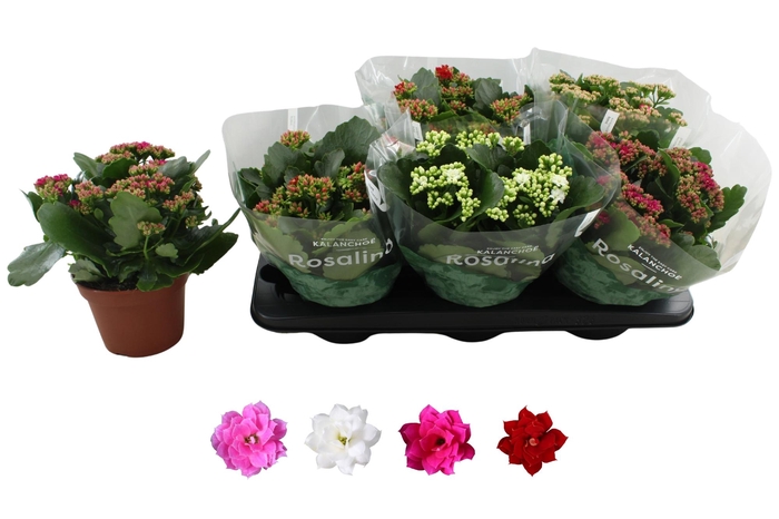 <h4>KAL GE RO GEM 4 KL</h4>