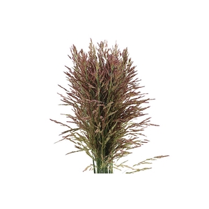 Panicum Umbrella Extra