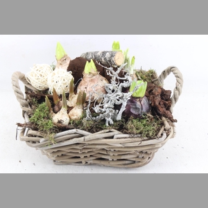 arr4 Bollenmix VL - Kubu 4kant kl. 335/2