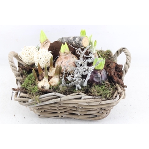 arr4 Bollenmix VL - Kubu 4kant kl. 335/2