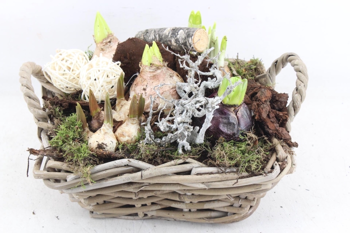 <h4>arr4 Bollenmix VL - Kubu 4kant kl. 335/2</h4>