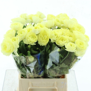 Ran Nat Moderna Limoncello