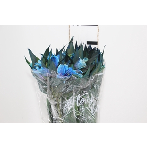 ALSTROEMERIA TINGIDA 080 CM AZUL