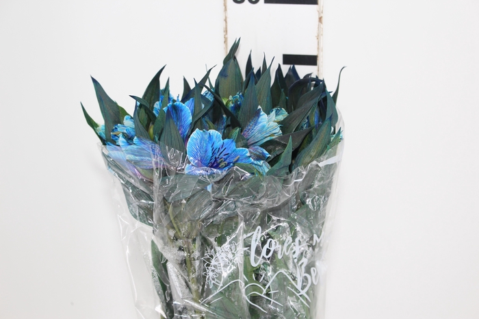 <h4>ALSTROEMERIA TINGIDA 080 CM AZUL</h4>