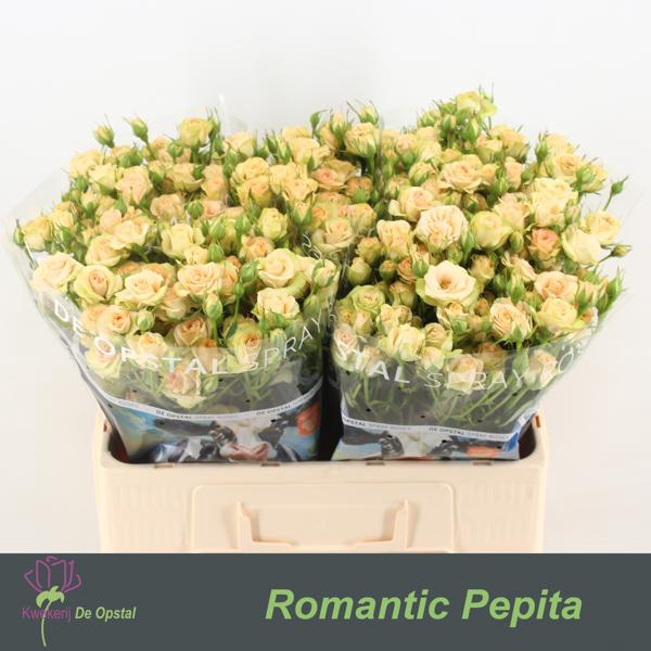 <h4>R Tr Romantic Pepita Opstal</h4>
