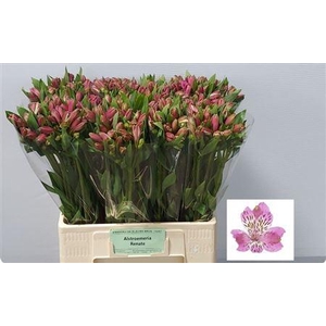 Alstroemeria 'Renate'