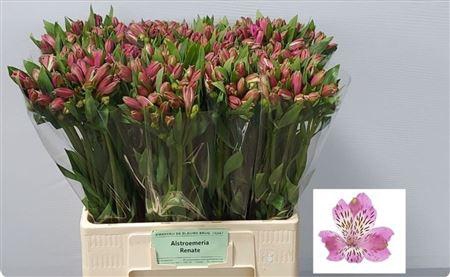 <h4>Alstroemeria 'Renate'</h4>