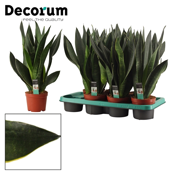 <h4>Sansevieria Black Diamond 14 cm (Decorum)</h4>