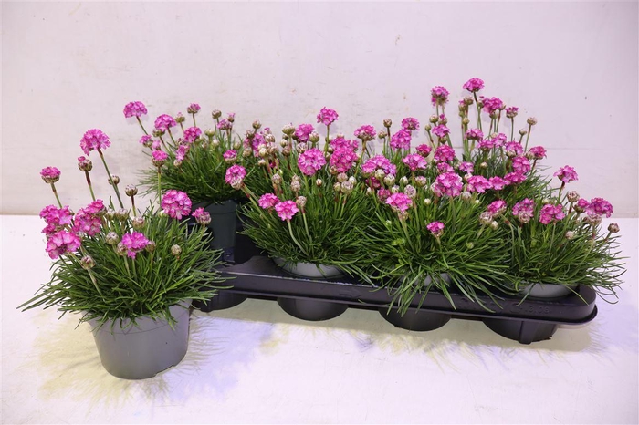 <h4>Armeria Maritima</h4>