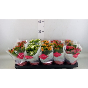 Kalanchoe blos.   ..mix 5