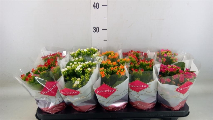 <h4>Kalanchoe blos.   ..mix 5</h4>