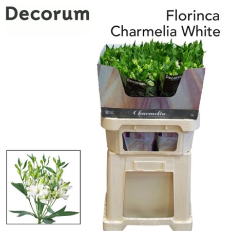 Alst Fl Charmelia White