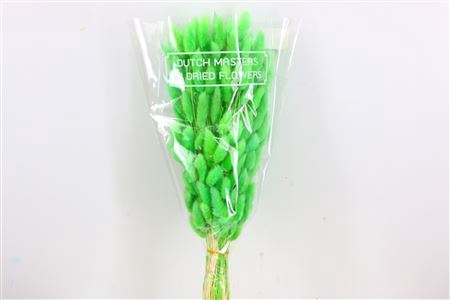 <h4>Dried Lagurus Bl Light Green Bunch</h4>
