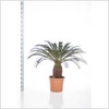 CYCAS REVOLUTA