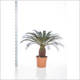 CYCAS REVOLUTA
