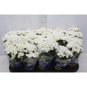 CRISANTEMO MINI P11 BRANCO