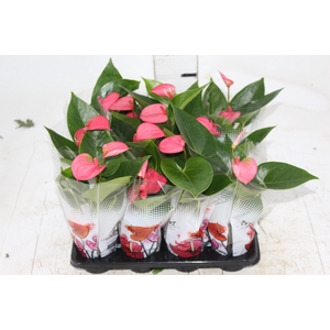 ANTHURIUM ROSA P06