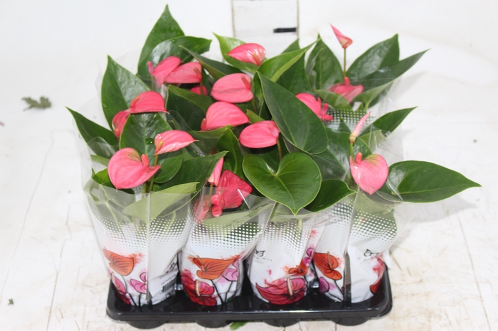 <h4>ANTHURIUM ROSA P06</h4>