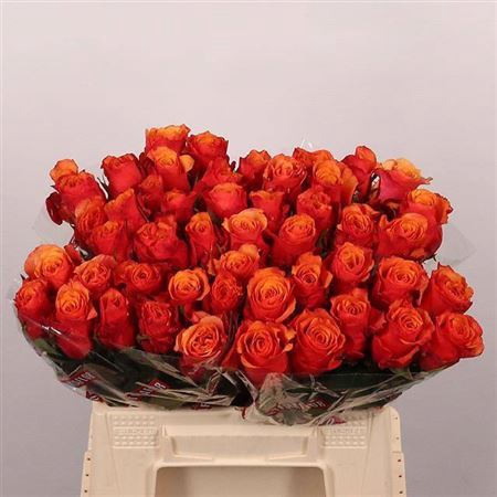 <h4>Rosa GR 'Espana'</h4>