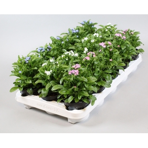 Myosotis Mon Amie Gem