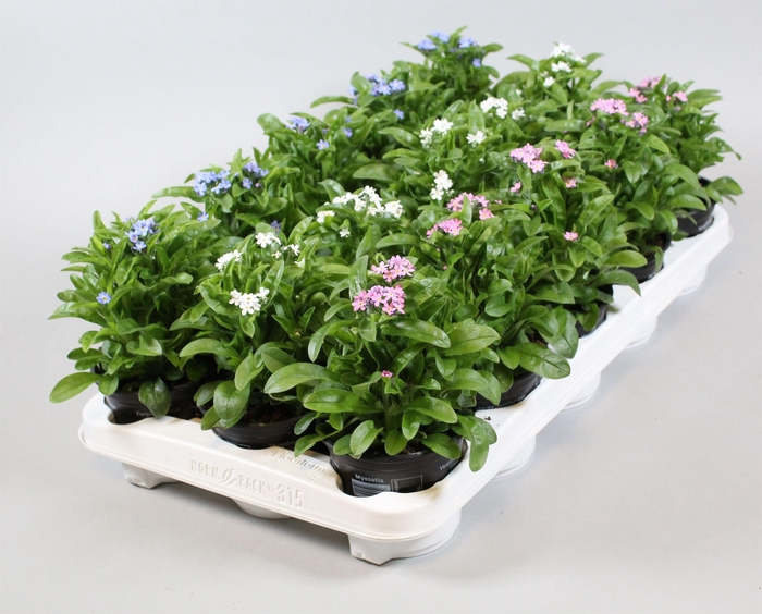 <h4>Myosotis Mon Amie Gem</h4>