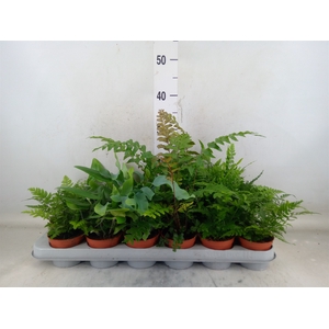 Ferns   ...mix
