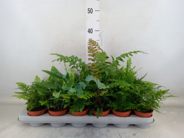 <h4>Ferns   ...mix</h4>