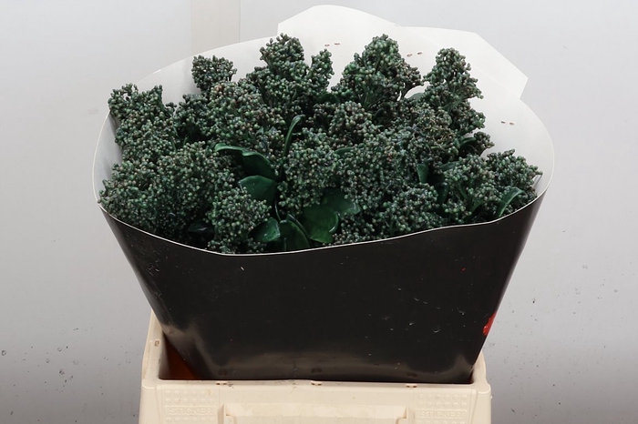 <h4>Skimmia Wx Groen</h4>