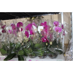 PHALAENOPSIS CASCATA P15 MIN 5 FLS