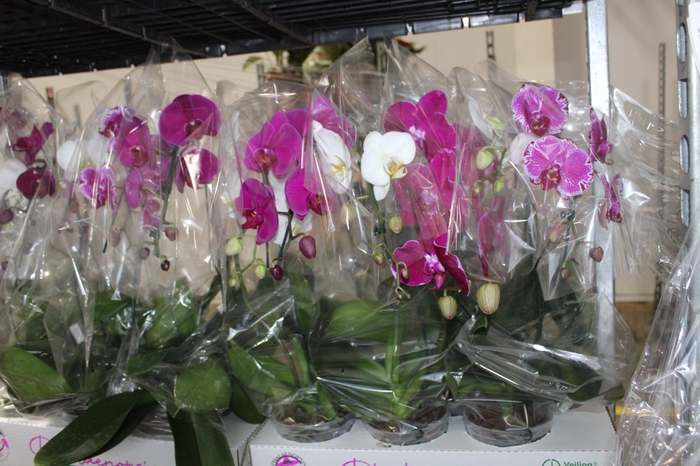<h4>PHALAENOPSIS CASCATA P15 MIN 5 FLS</h4>