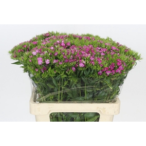 Dianthus Br Amazon Rose Magic