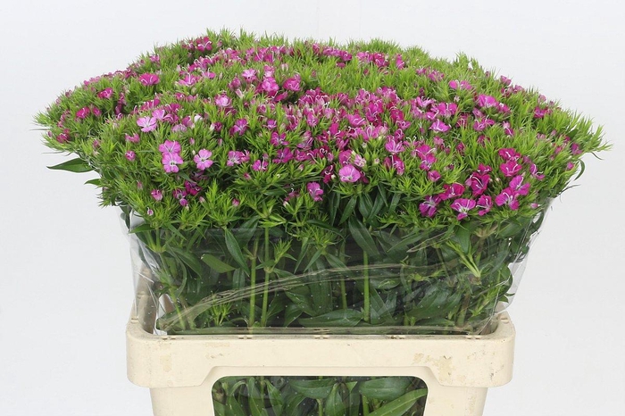 <h4>Dianthus Br Amazon Rose Magic</h4>