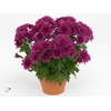 Chrysant Tourmalet
