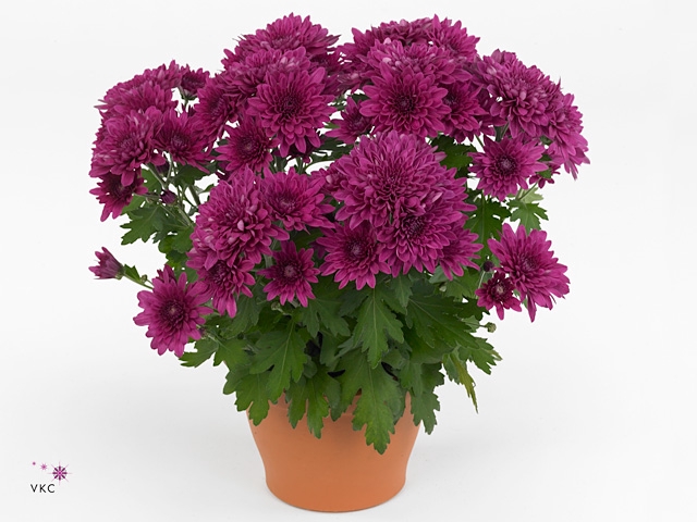 Chrysant Tourmalet