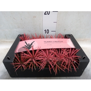 Tillandsia ionantha