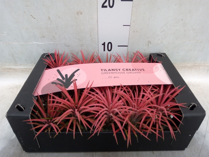 <h4>Tillandsia ionantha</h4>