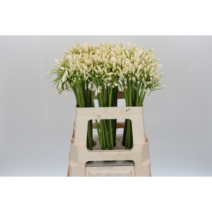Agapanthus Gletsjer