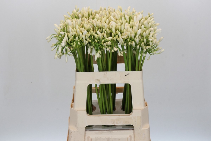 <h4>Agapanthus Gletsjer</h4>
