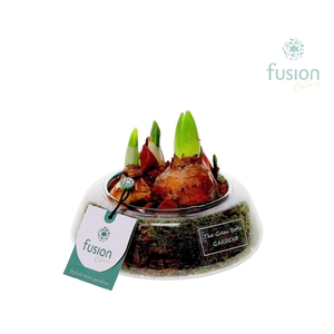 Green Bottle Christel Small met Bollen mix